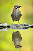 BRD 13 MH0041 01
Eurasian Jay Perched On Bird Bath