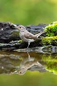 BRD 13 MH0042 01
Spotted Flycatcher Standing On Moss-Covered Wood By Water