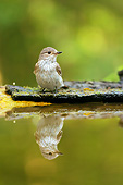 BRD 13 MH0043 01
Spotted Flycatcher Standing On Moss-Covered Wood By Water