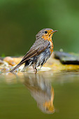 BRD 13 MH0044 01
Portrait Of European Robin Standing In Shallow Water