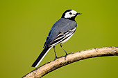 BRD 13 MH0045 01
White Wagtail Perched On Branch