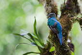 BRD 13 NE0011 01
Resplendent Quetzal Perched On Tree Costa Rica