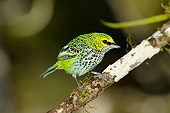 BRD 13 NE0012 01
Speckled Tanager Perched On Tree Branch Costa Rica