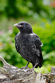 BRD 13 PE0001 01
Carrion Crow Fledgling Sitting On Log
