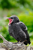 BRD 13 PE0002 01
Carrion Crow Fledgling Sitting On Log Yawning