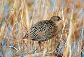 BRD 13 RK0013 07
Clapper Rail In Water