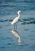 BRD 13 RK0049 03
Snowy Egret Standing In Marshy Water