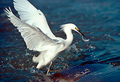 BRD 13 RK0051 06
Snowy Egret Standing In Water With Fish In Bill