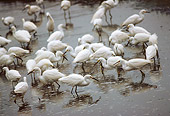 BRD 13 RK0056 02
A Flock Of Snowy Egrets Standing In Water