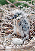 BRD 13 RK0073 05
Newborn Snowy Egret In Nest