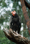 BRD 13 RK0089 01
California Condor Sitting On Branch