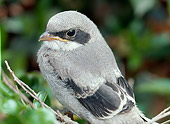 BRD 13 RK0105 02
Close Up Of Shrike On Twig