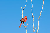 BRD 13 SK0013 01
Northern Cardinal Male Perched On Tree Branch