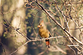 BRD 13 SK0014 01
Northern Cardinal Female Perched On Tree Branch
