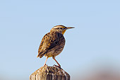 BRD 13 SK0015 01
Cactus Wren Perched On Fence Post