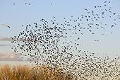 BRD 13 SK0016 01
Flock Of Red-Winged Blackbirds Flying Over Farm Field