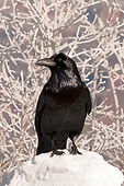 BRD 13 SK0017 01
Common Raven Standing In Snow
