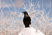 BRD 13 SK0018 01
Common Raven Standing In Snow