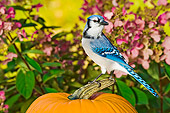 BRD 13 TK0020 01
Blue Jay Sitting On Pumpkin By Pink Flowers