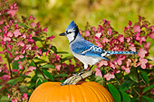 BRD 13 TK0021 01
Blue Jay Sitting On Pumpkin By Pink Flowers