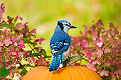 BRD 13 TK0022 01
Blue Jay Sitting On Pumpkin By Pink Flowers