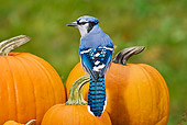 BRD 13 TK0023 01
Blue Jay Sitting On Pumpkins