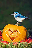 BRD 13 TK0024 01
Blue Jay Sitting On Jack O'Lantern On Grass With Apples
