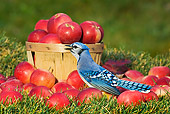 BRD 13 TK0025 01
Blue Jay Sitting On Grass With Apples