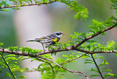 BRD 13 TK0026 01
Yellow-Rumped Warbler Perching On Branch