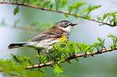 BRD 13 TK0027 01
Yellow-Rumped Warbler Perching On Branch