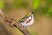 BRD 13 TK0028 01
Chestnut-Sided Warbler Perching On Branch