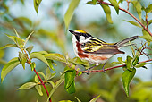 BRD 13 TK0029 01
Chestnut-Sided Warbler Perching On Twig