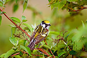BRD 13 TK0030 01
Chestnut-Sided Warbler Perching On Twig