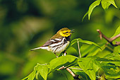 BRD 13 TK0031 01
Black-Throated Green Warbler Perching On Branch Singing