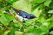 BRD 13 TK0032 01
Black-Throated Blue Warbler Perching On Branch