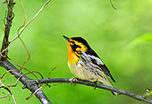BRD 13 TK0033 01
Blackburnian Warbler Perching On Branch