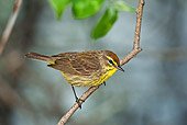 BRD 13 TK0034 01
Palm Warbler Perching On Branch