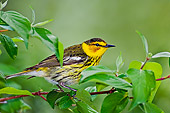 BRD 13 TK0035 01
Cape May Warbler Perching On Twig