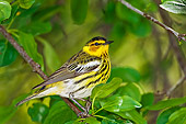 BRD 13 TK0036 01
Cape May Warbler Perching On Branch