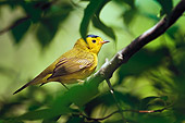 BRD 13 TK0037 01
Wilson's Warbler Perching On Branch