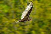 BRD 13 TK0038 01
Turkey Vulture Flying