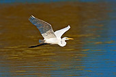 BRD 13 TK0039 01
Great Egret Flying Over Water
