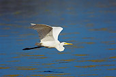 BRD 13 TK0040 01
Great Egret Flying Over Water