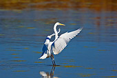 BRD 13 TK0041 01
Great Egret Taking Off In Water