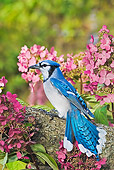 BRD 13 TK0042 01
Blue Jay Perched On Branch By Pink Flowers