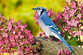 BRD 13 TK0043 01
Blue Jay Perched On Branch By Pink Flowers