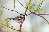 BRD 13 TK0044 01
Chestnut-Sided Warbler Male In Breeding Plumage Perched On Branch