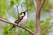 BRD 13 TK0045 01
Chestnut-Sided Warbler Male In Breeding Plumage Perched On Branch