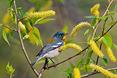 BRD 13 TK0046 01
Northern Parula Warbler Male Perched On Willow Catkins