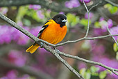 BRD 13 TK0047 01
Northern Oriole Male In Breeding Plumage Perched In Spring Redbud Tree